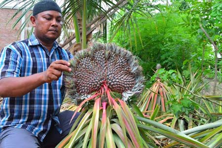 Unik, Ada Buah Nenas Berbentuk Kipas di Aceh Utara